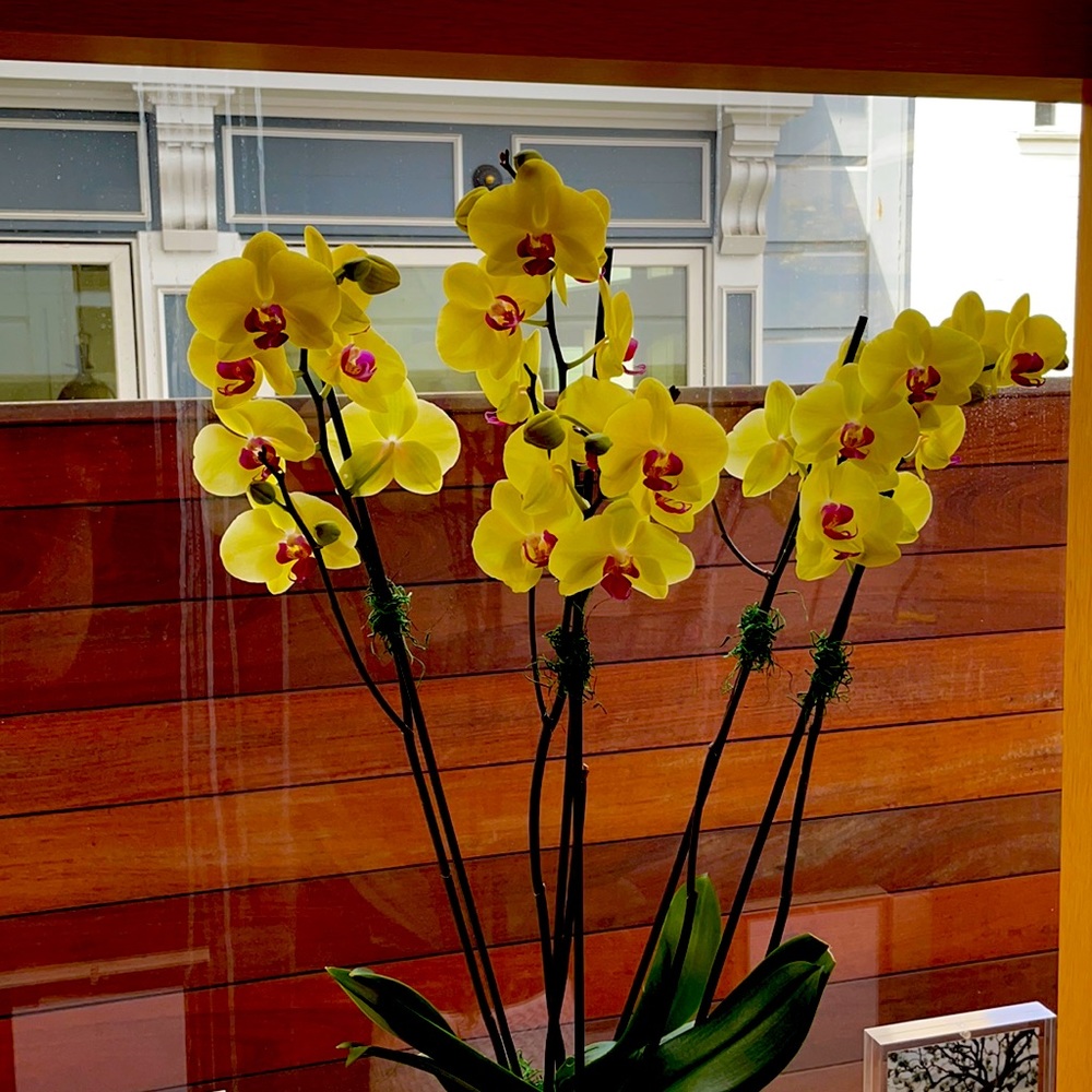 Meet your Posher, Evelin